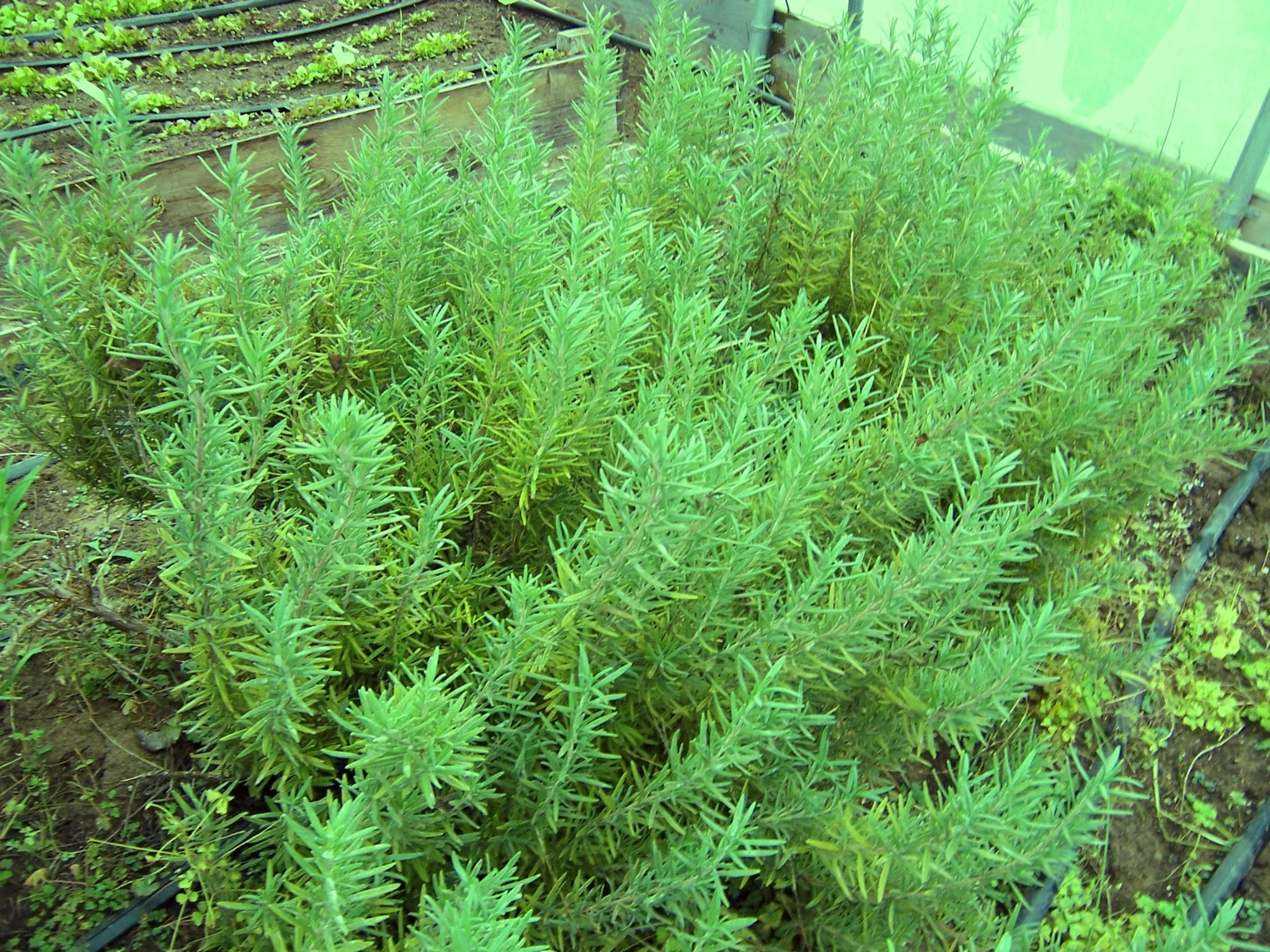 Rosemary Hydrosol - Hidrosol de Romero - Refreshing Aromatherapy - Facial Toner