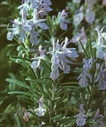 Rosemary Hydrosol - Hidrosol de Romero - Refreshing Aromatherapy - Facial Toner