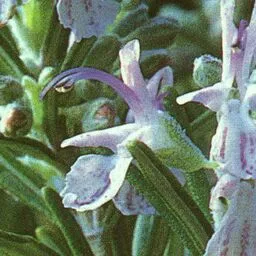 Rosemary Hydrosol - Hidrosol de Romero - Refreshing Aromatherapy - Facial Toner