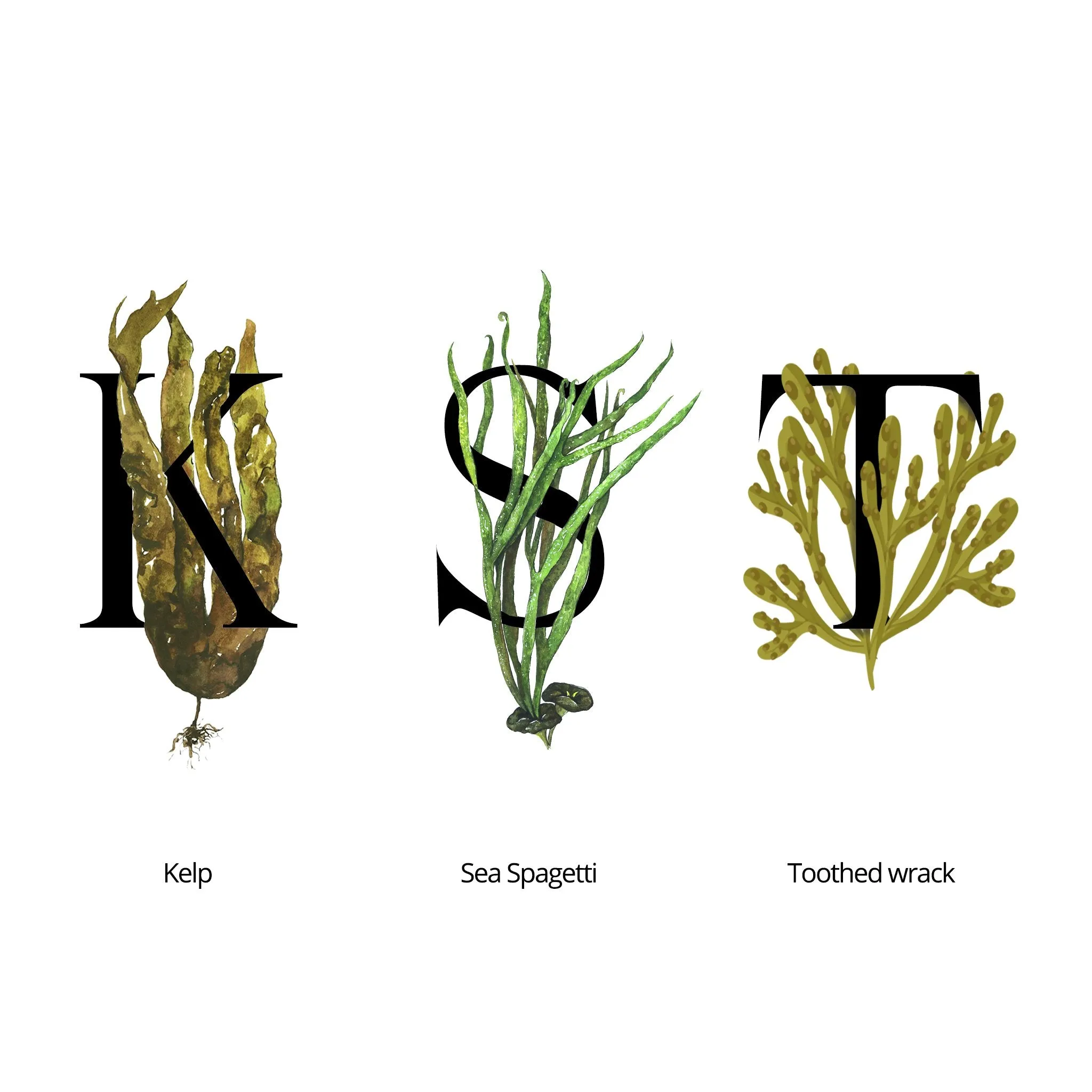 SEAWEED ORGANICS Lower Seaweed Hydrating Essence